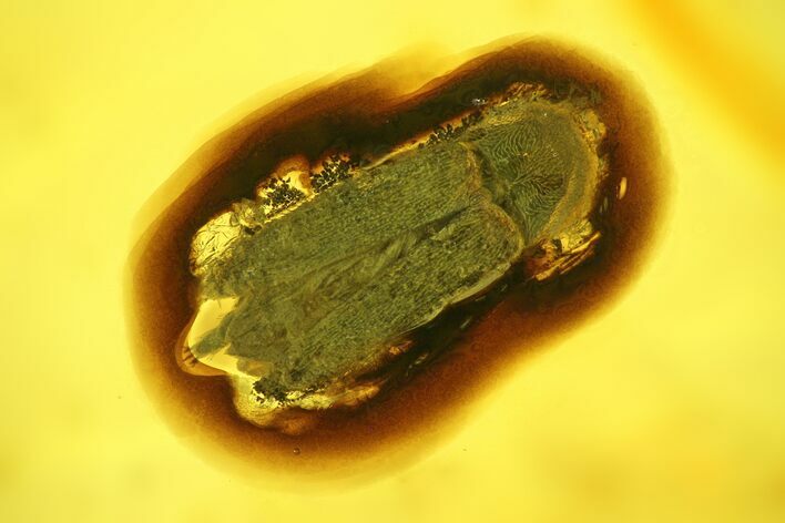 Detailed Fossil Beetle (Coleoptera) in Baltic Amber #234468